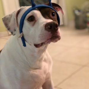 Meet your Posher, Cesar